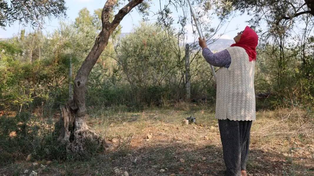 Adana’nın Asırlık Zeytin Ağaçlarında İmece Usulü Hasat Mesaisi! 5